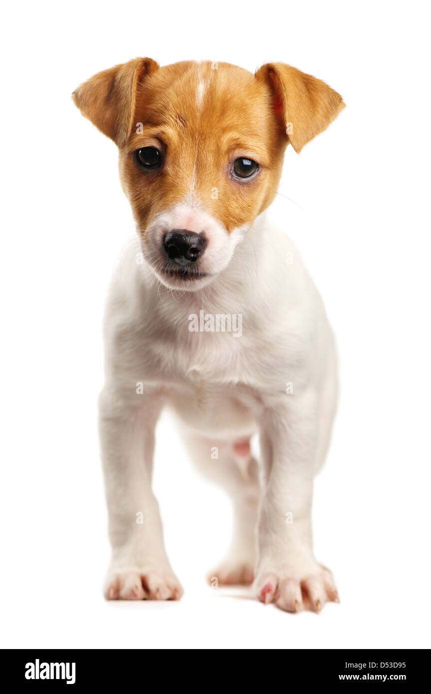 Jack Russel isolated on white Banque D'Images