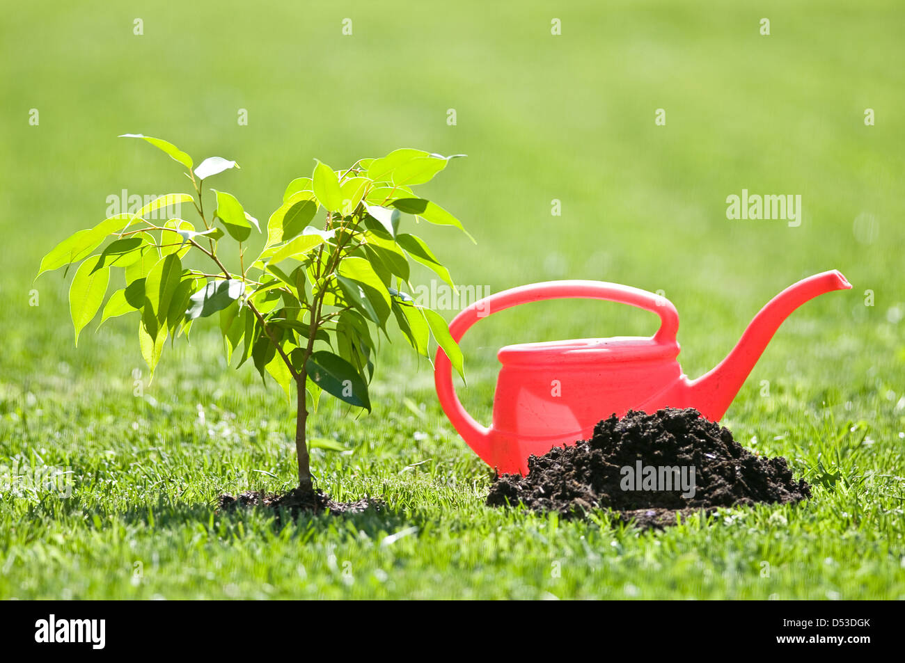 Petit arbre et arrosoir rouge Banque D'Images
