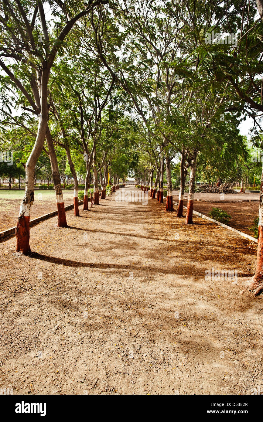 Arbres au bord d'une passerelle dans un parc, Rajkot, Gujarat, Inde Banque D'Images