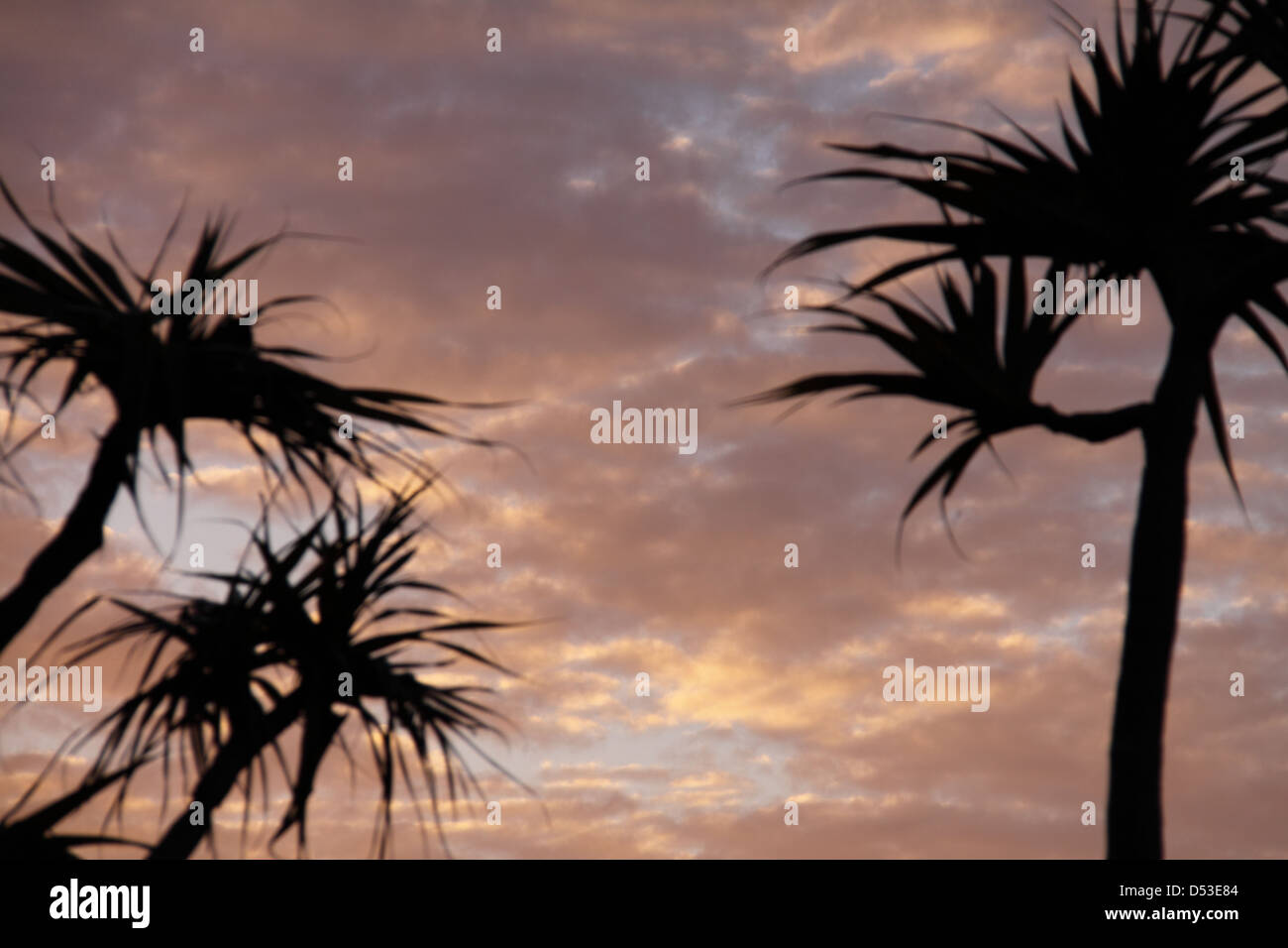 Silhouette de Tahitian Screwpine palmiers au coucher du soleil (Pandanus Tectorius Australianus) Banque D'Images