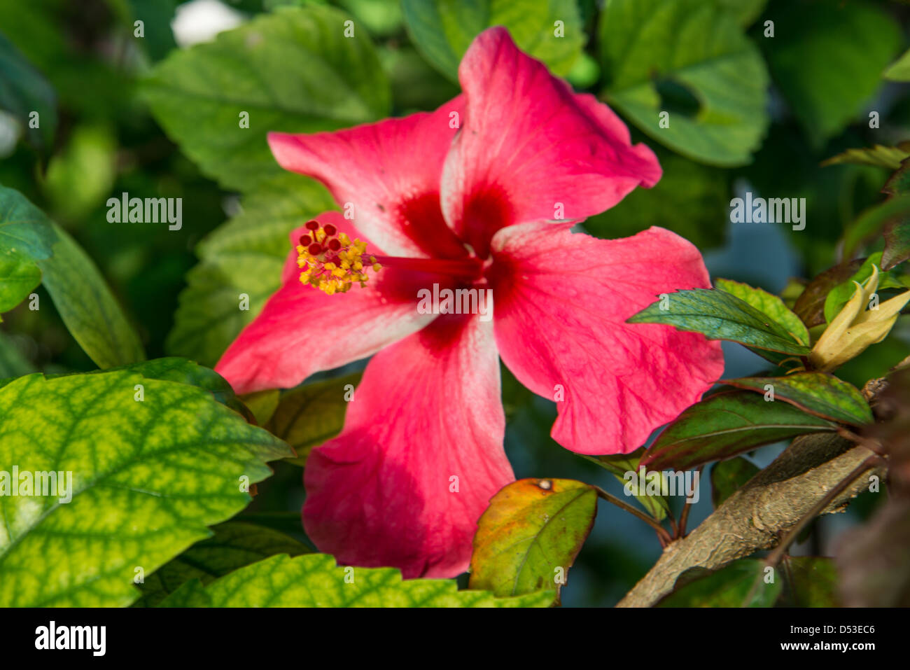 Close up of hibiscus plante avec une fleur Banque D'Images