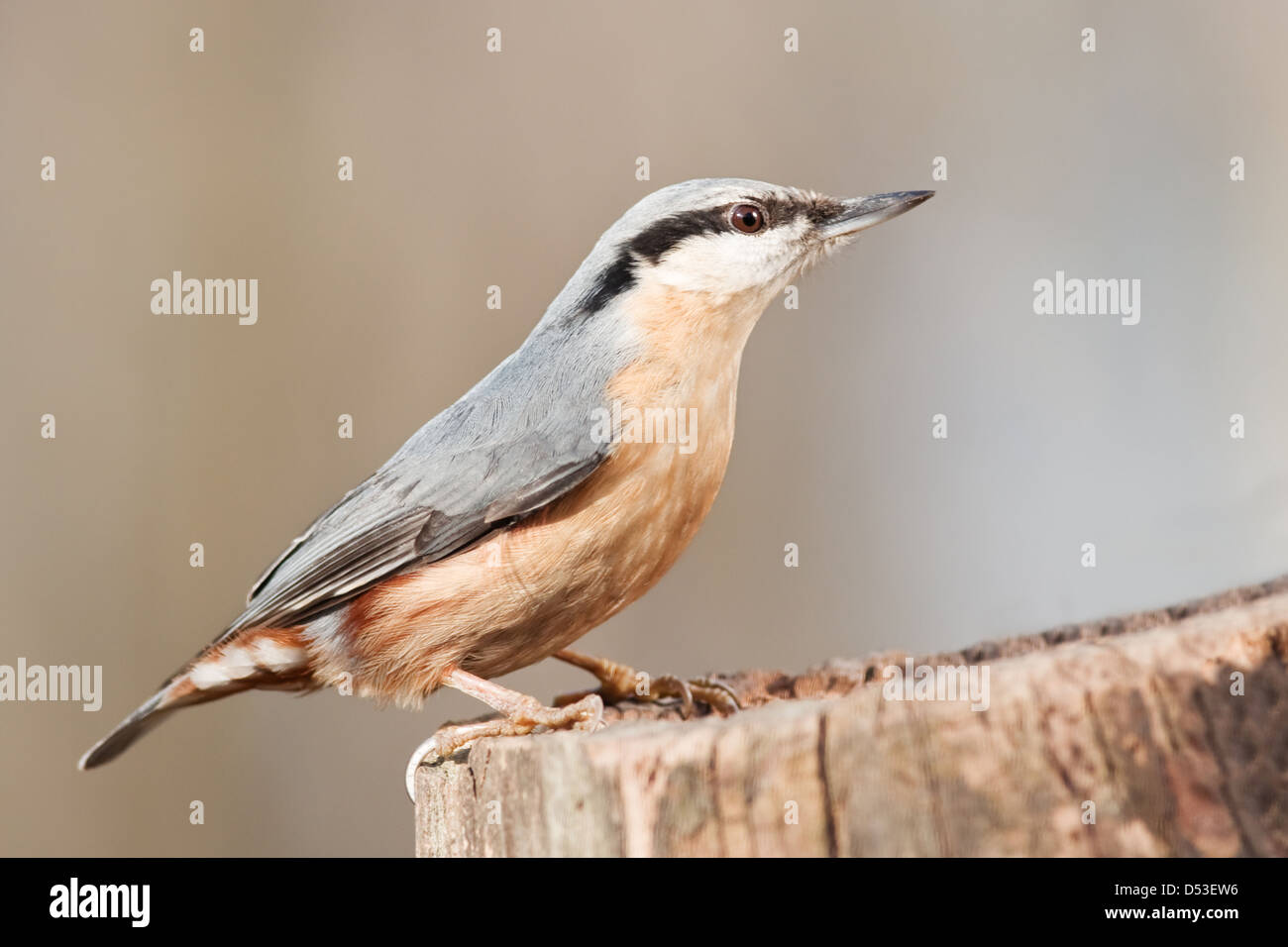 Blanche sur moignon close up Banque D'Images