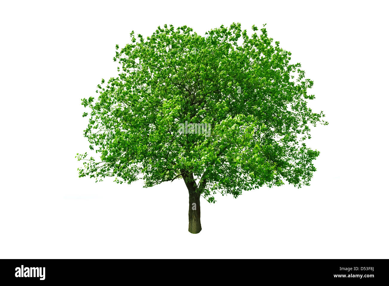 Green Tree isolated on white Banque D'Images