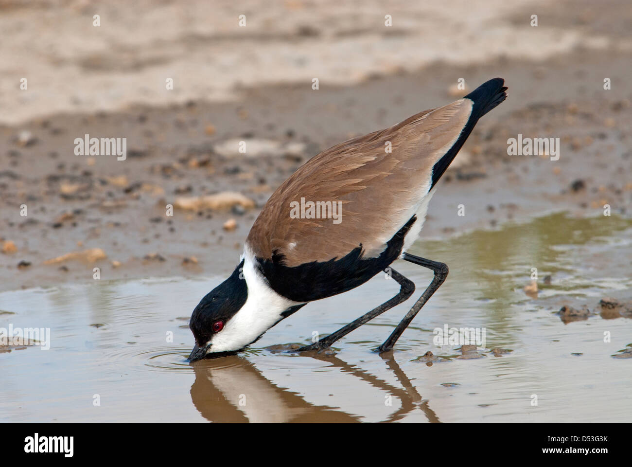 Spur-winged Lapwingdrinks à partir d'une flaque d'eau Banque D'Images