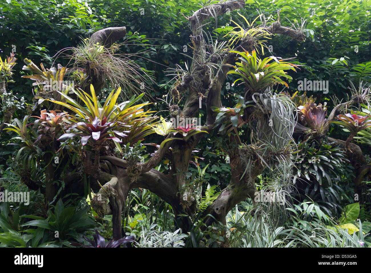 Une collection de plantes à l'intérieur de la National Orchid Garden à Singapour avec racines suspendues qui tombe des plantes. Banque D'Images