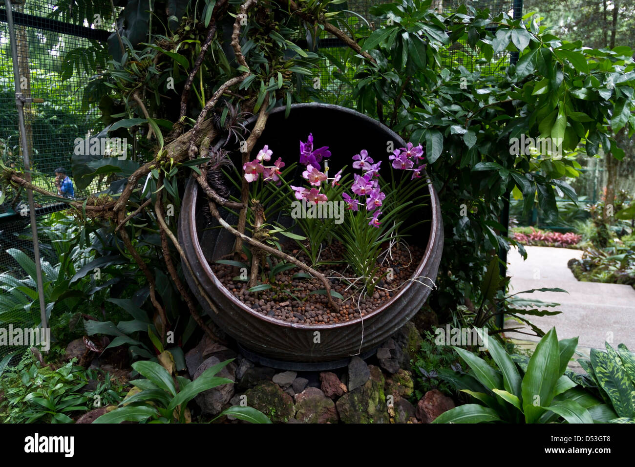 Rose et violet fleurs dans un récipient incliné à l'intérieur de l'Orchid Garden national à Singapour. Ces être belle. Banque D'Images