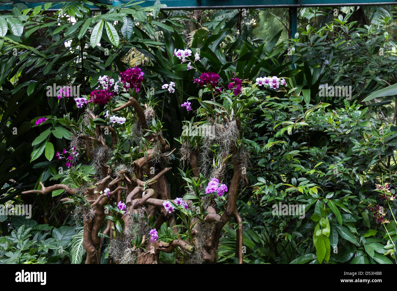 Plusieurs fleurs orchidée sur un arbre dans le National Orchid Garden à Singapour. Il y a grande variété de fleurs colorées. Banque D'Images