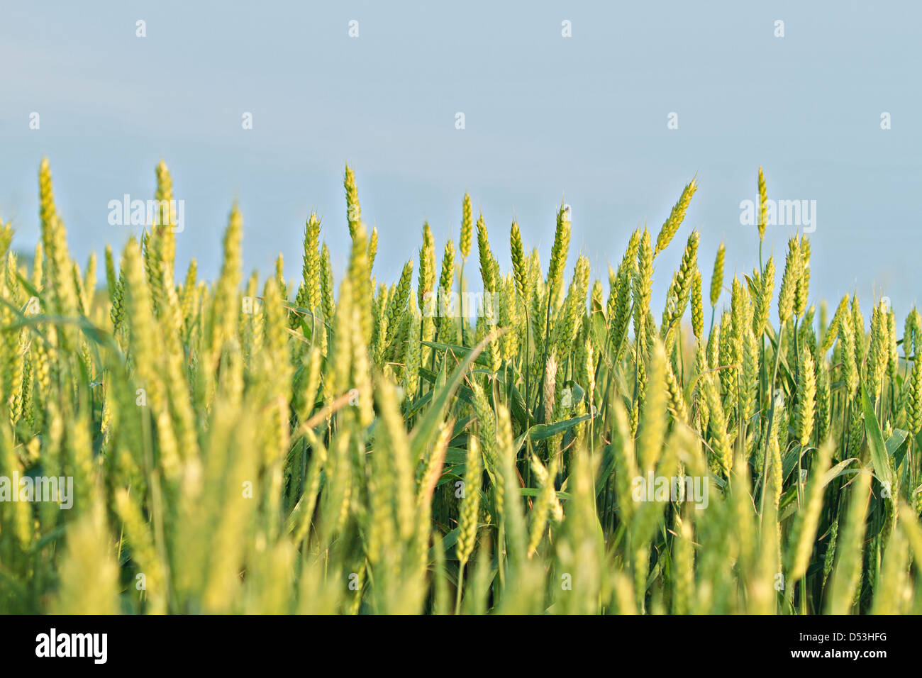 Champ de blé au printemps (Triticum) Banque D'Images