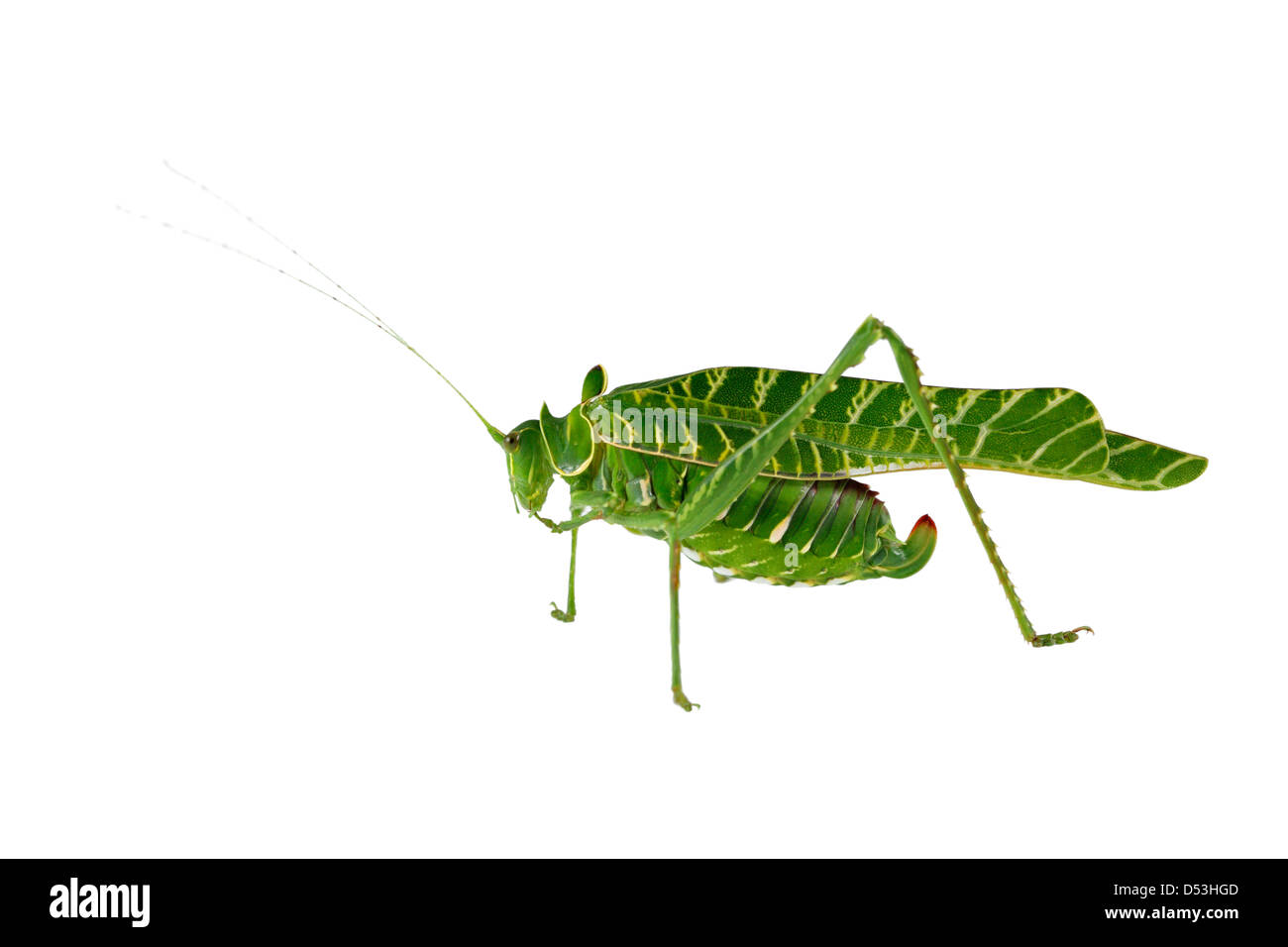 Katydid (Terpnistria Acacia africains zebrata) isolated on white Banque D'Images