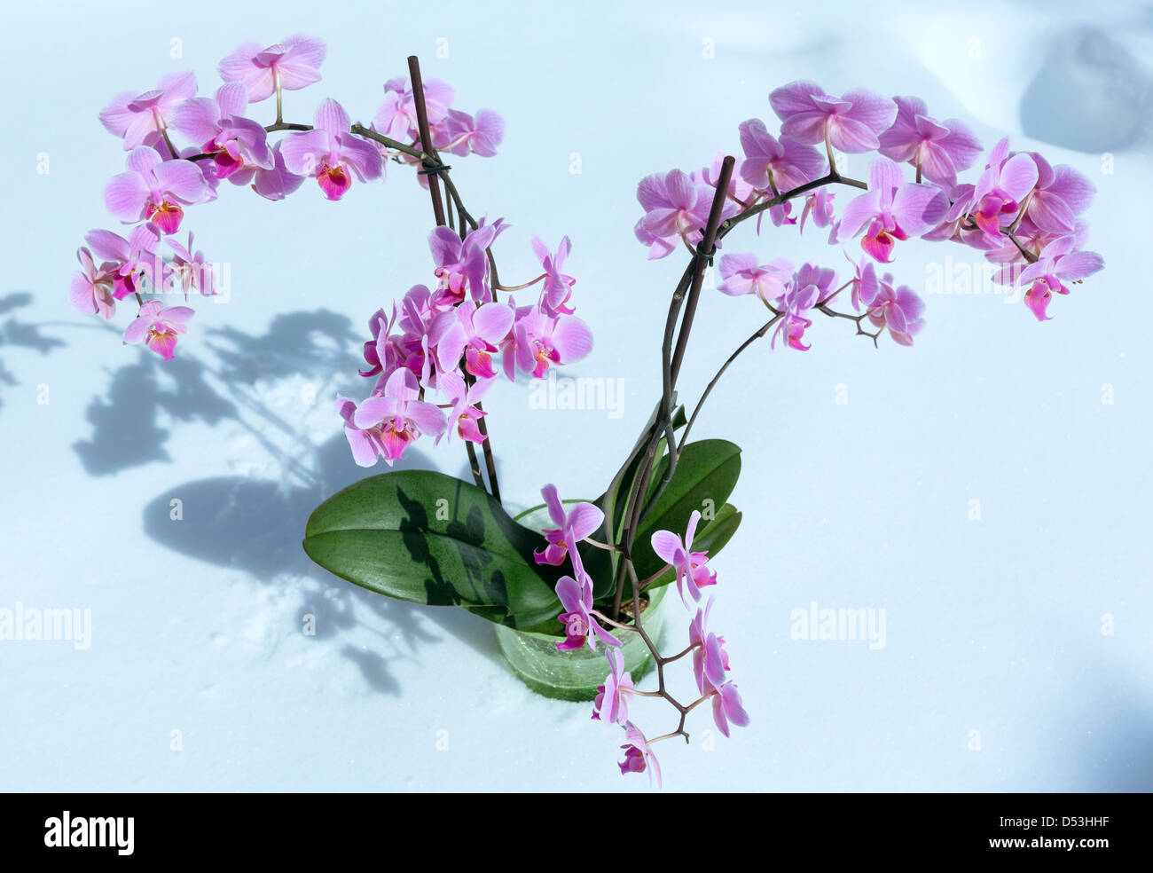 Orchidée des neiges Banque de photographies et d'images à haute résolution  - Alamy