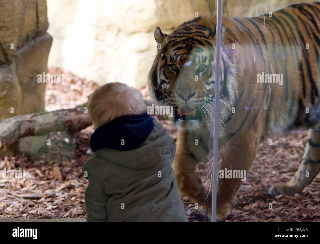 Ouvert en territoire nouveau tigre du zoo de Londres. nouveau tigre territoire ouvert par le Prince Philip à London Zoo. Banque D'Images