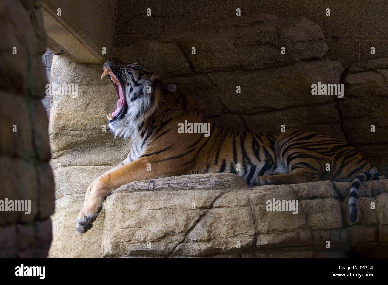 Ouvert en territoire nouveau tigre du zoo de Londres. nouveau tigre territoire ouvert par le Prince Philip à London Zoo. tiger, Londres, zoo, animal, sauvage Banque D'Images