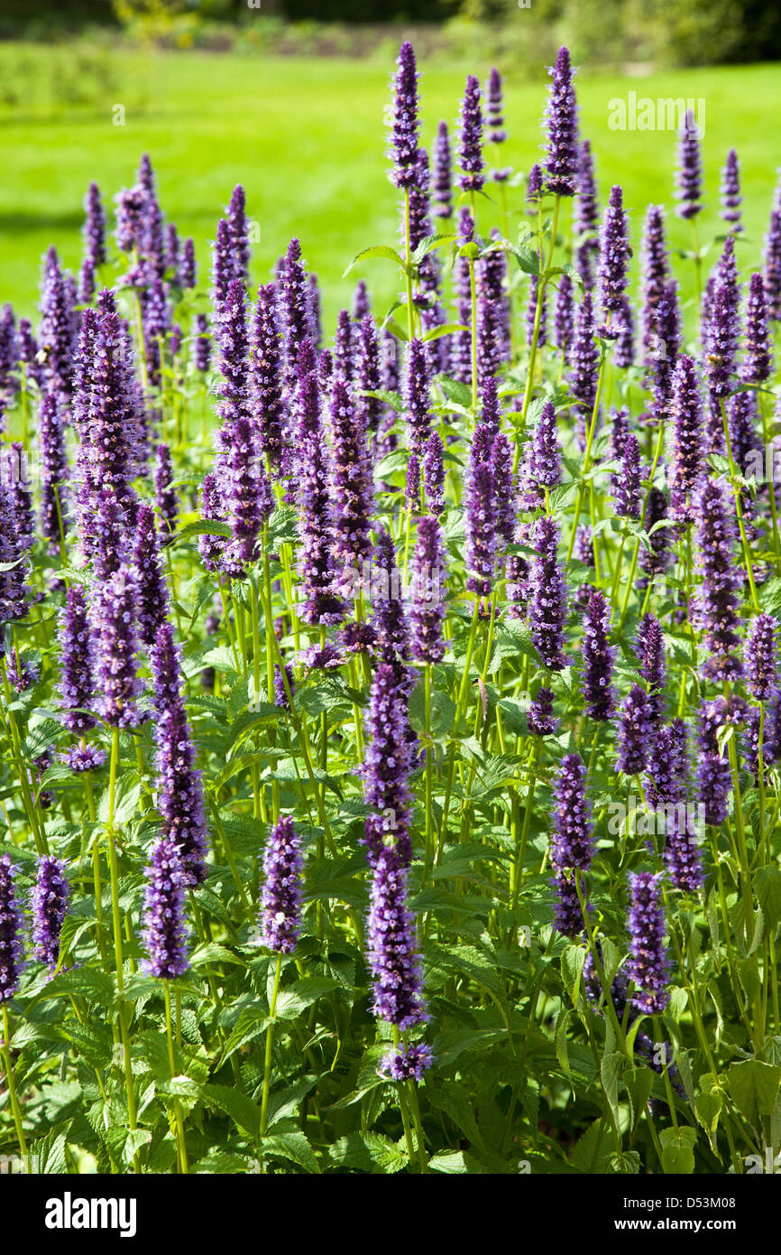 Agastache Black Adder Banque D'Images