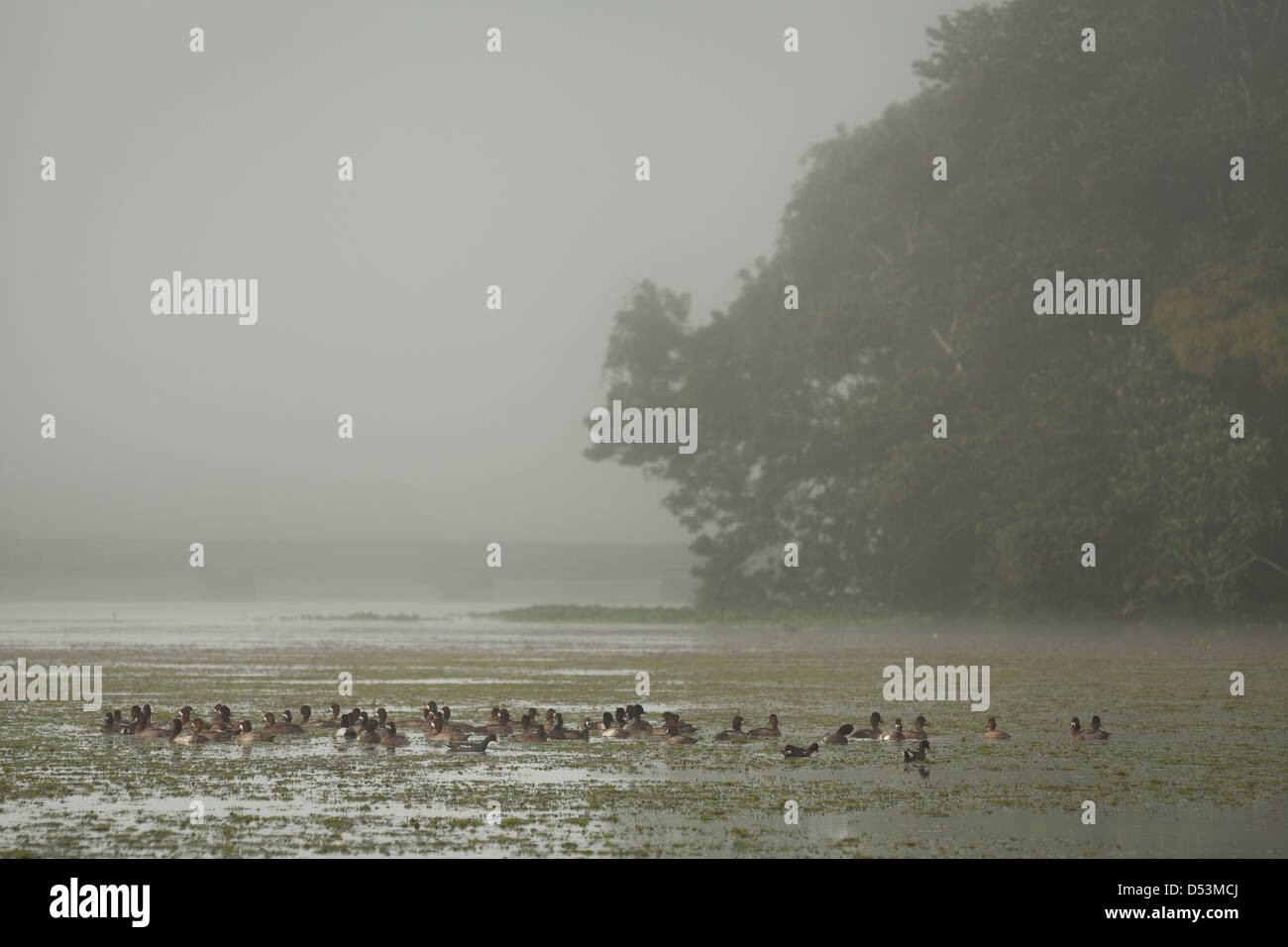 Un troupeau de canards sur un matin brumeux sur le Rio Chagres, parc national de Soberania, Gamboa, République du Panama. Banque D'Images