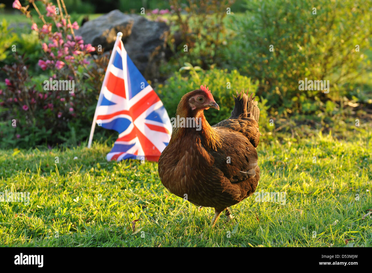 Poule Welsummer passé marche drapeau britannique Banque D'Images