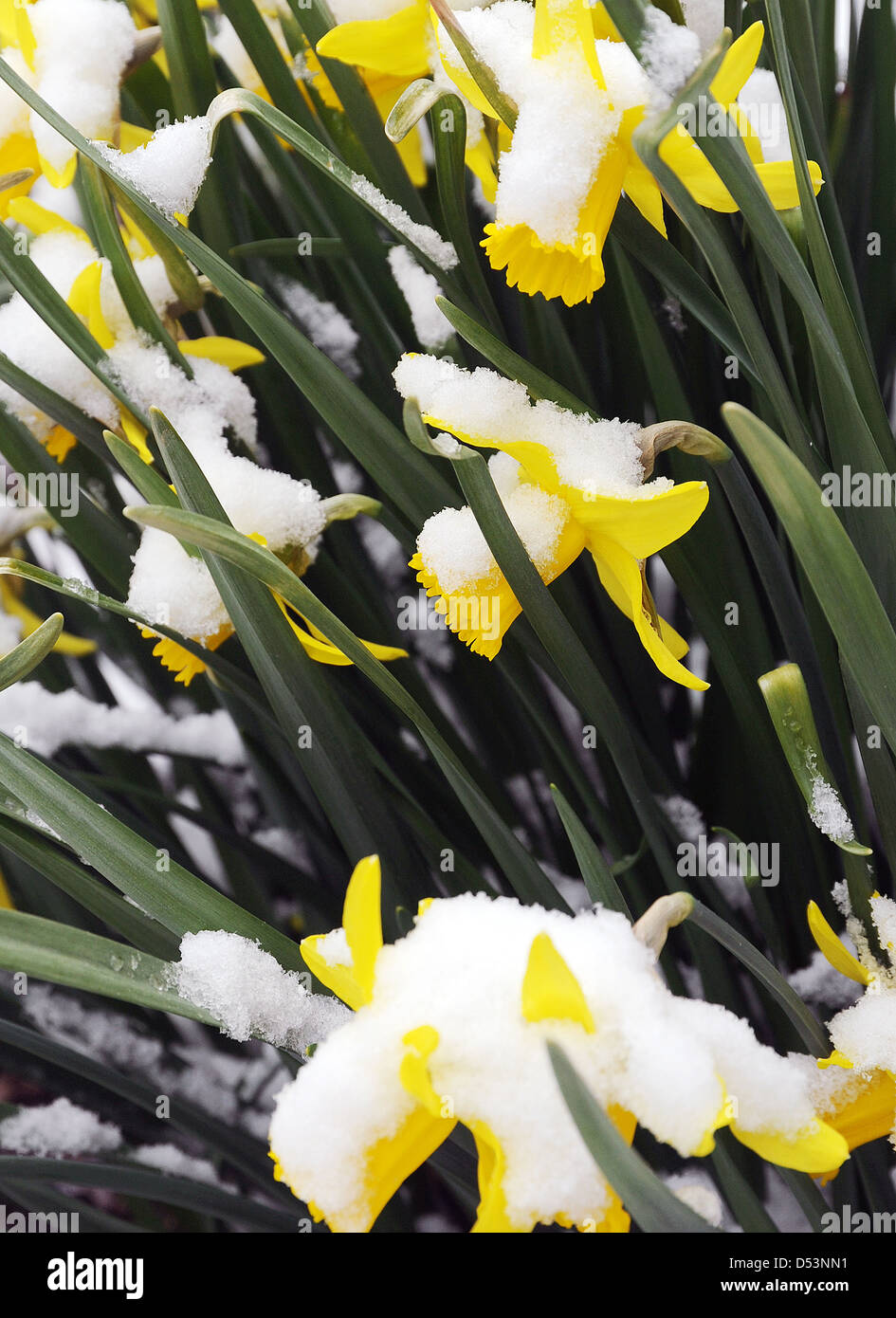Jonquilles en hiver Banque de photographies et d'images à haute résolution  - Alamy
