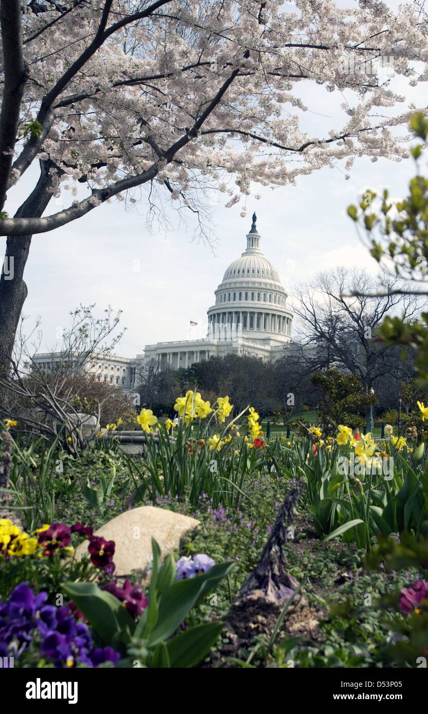 United States Capitol de fleurs et fleurs de cerisier Washington DC, USA Banque D'Images