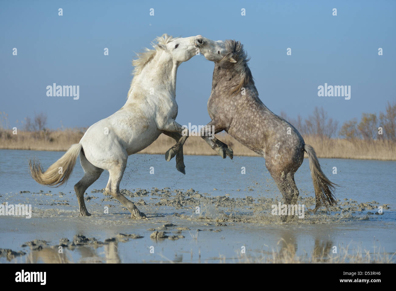 Cheval de Camargue (Equus caballus) Deux étalons combats dans un marais en hiver Camargue - France Banque D'Images