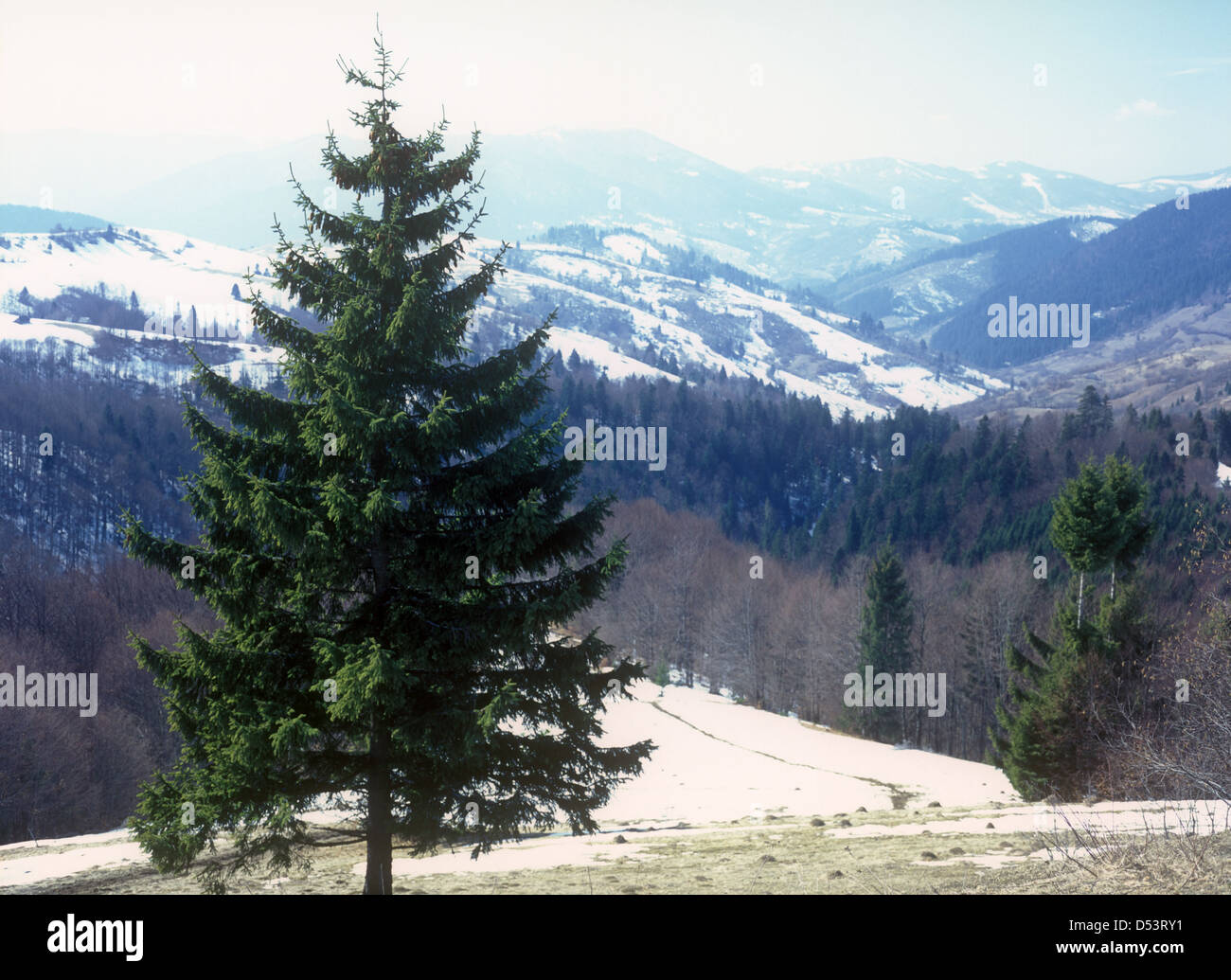 Paysage des Carpates. Banque D'Images