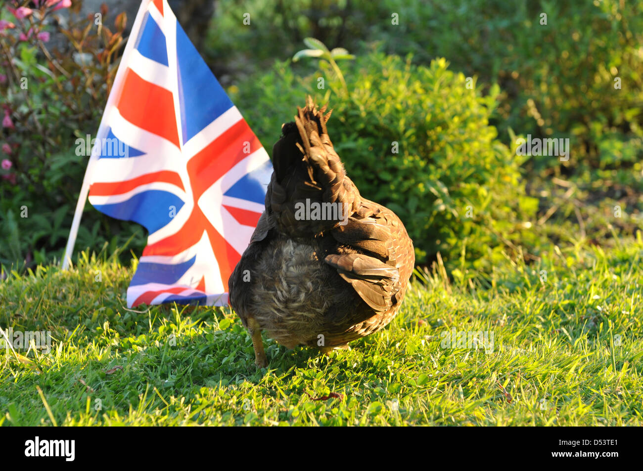 Le fond d'un poule Welsummer dans un jardin anglais Banque D'Images