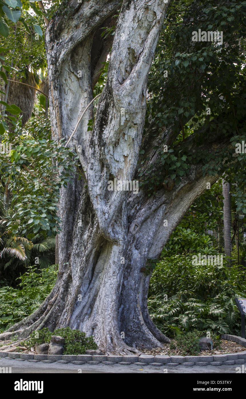 Arbre Bodhi ou Bo (Ficus religiosa) dans Jardin Botanique Foster. Banque D'Images