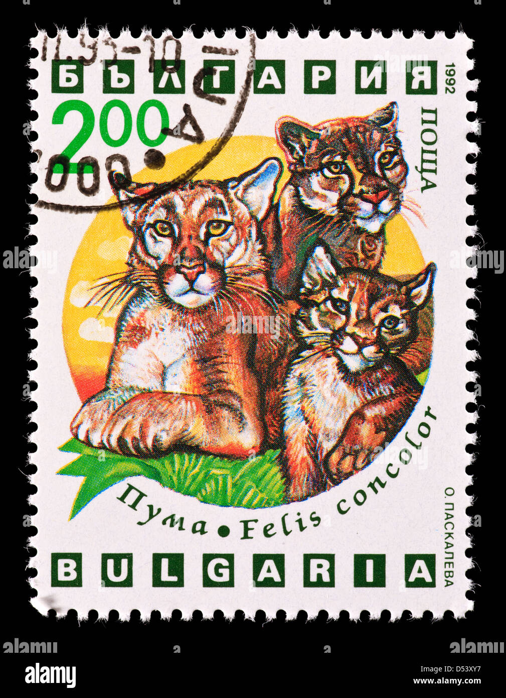 Timbre-poste de la Bulgarie représentant une mère cougar avec de jeunes (Felis concolor) Banque D'Images