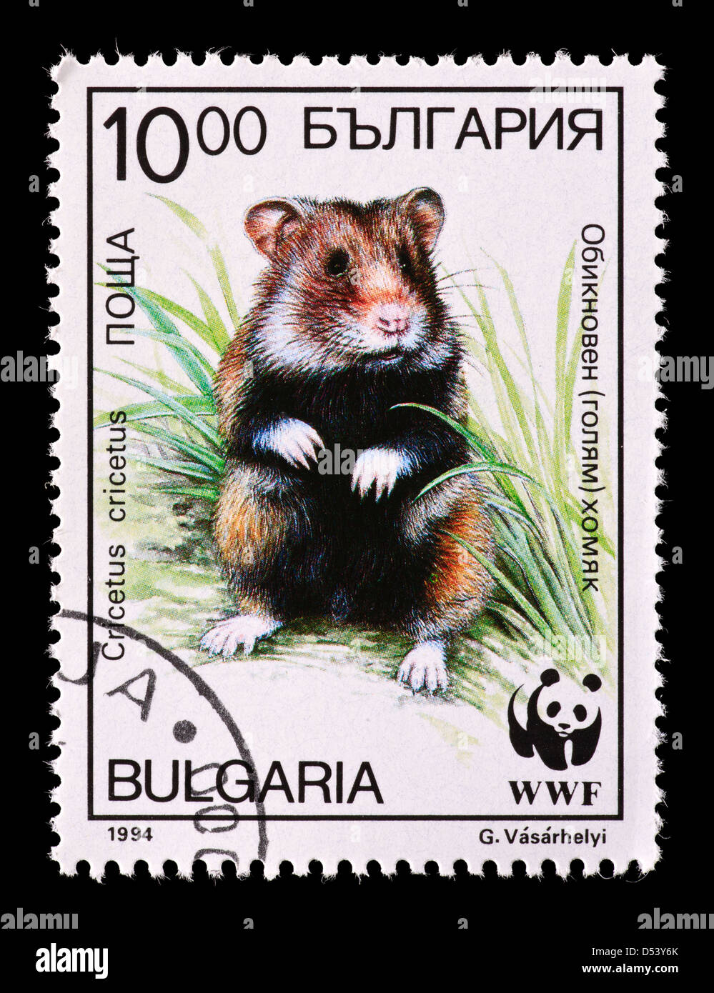 Timbre-poste de la Bulgarie représentant un grand hamster (Cricetus cricetus) Banque D'Images