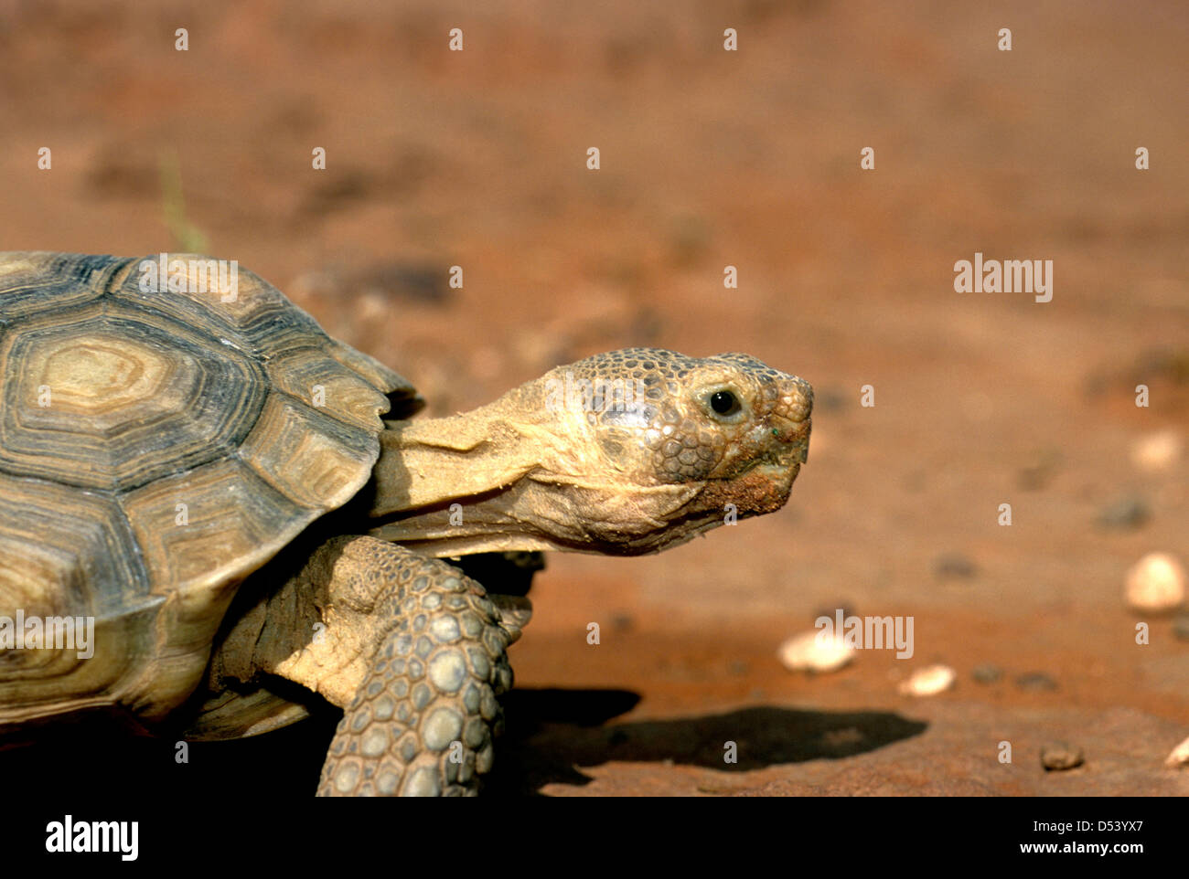 Tortue du désert dans les falaises rouges désert réserver près de St George, Utah, USA Banque D'Images