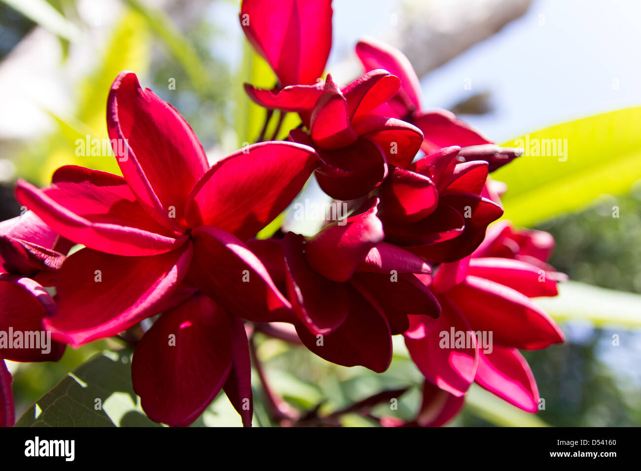 Close-up Red Plumeria flower Banque D'Images