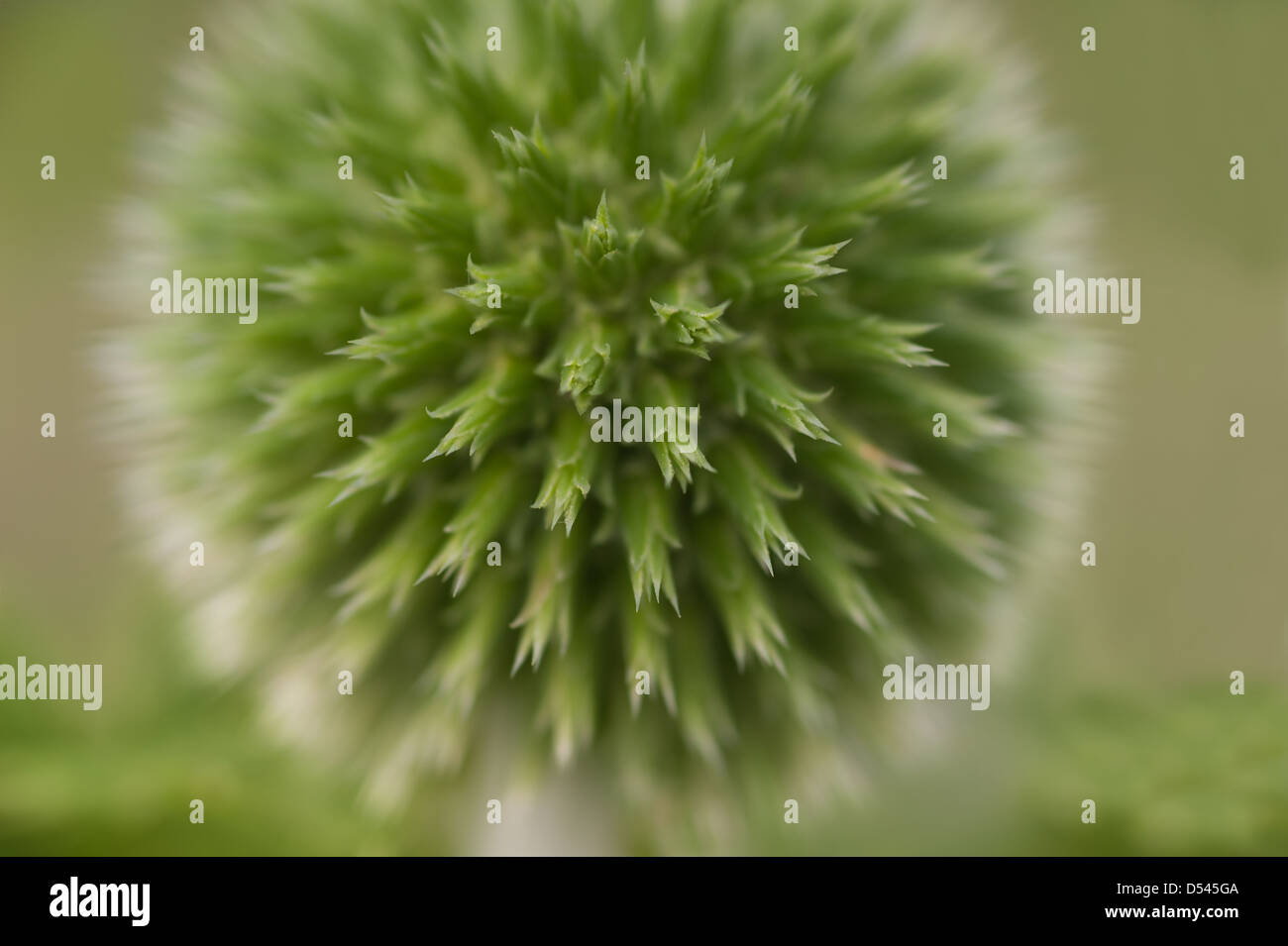 Détails pour globe thistle où les fleurs n'ont pas encore de fleurs et bourgeons de fleurs en développement Echinops Banque D'Images