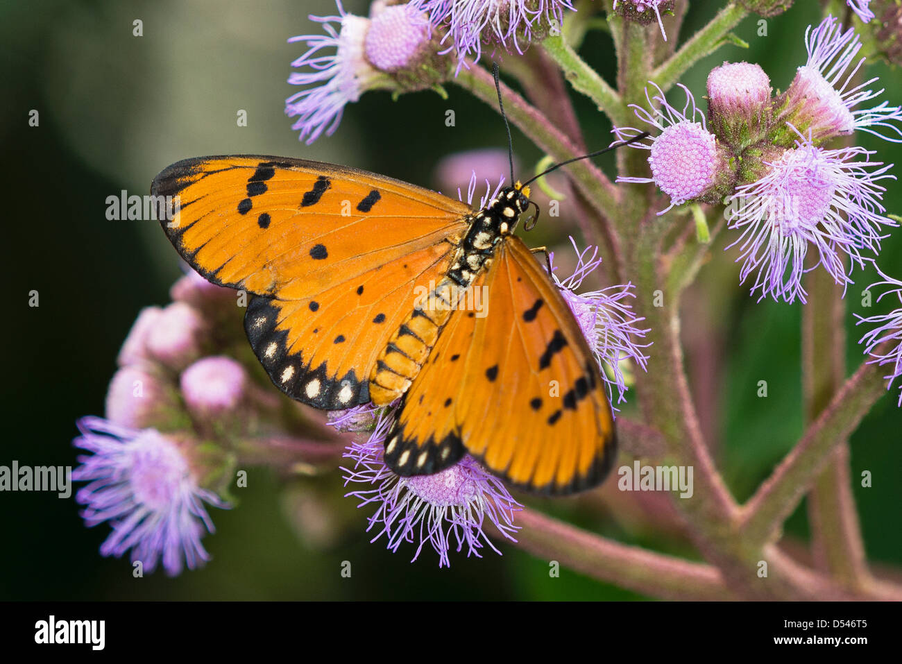 Un Tawny Coster alimentation papillon Banque D'Images