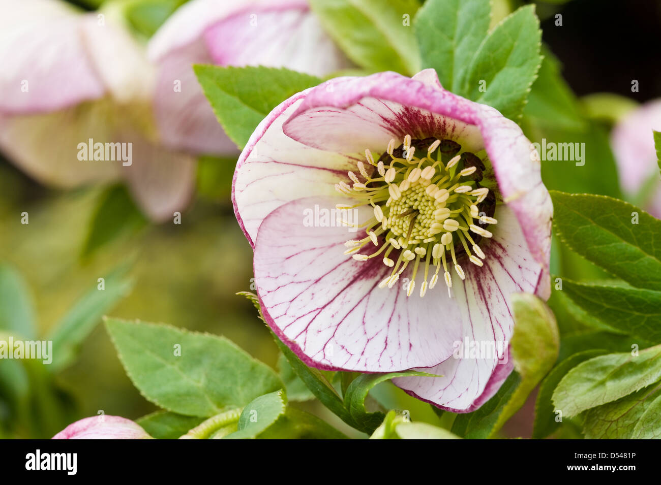 Helleborus x hybridus Harvington picotee Lenten rose hellebore Banque D'Images