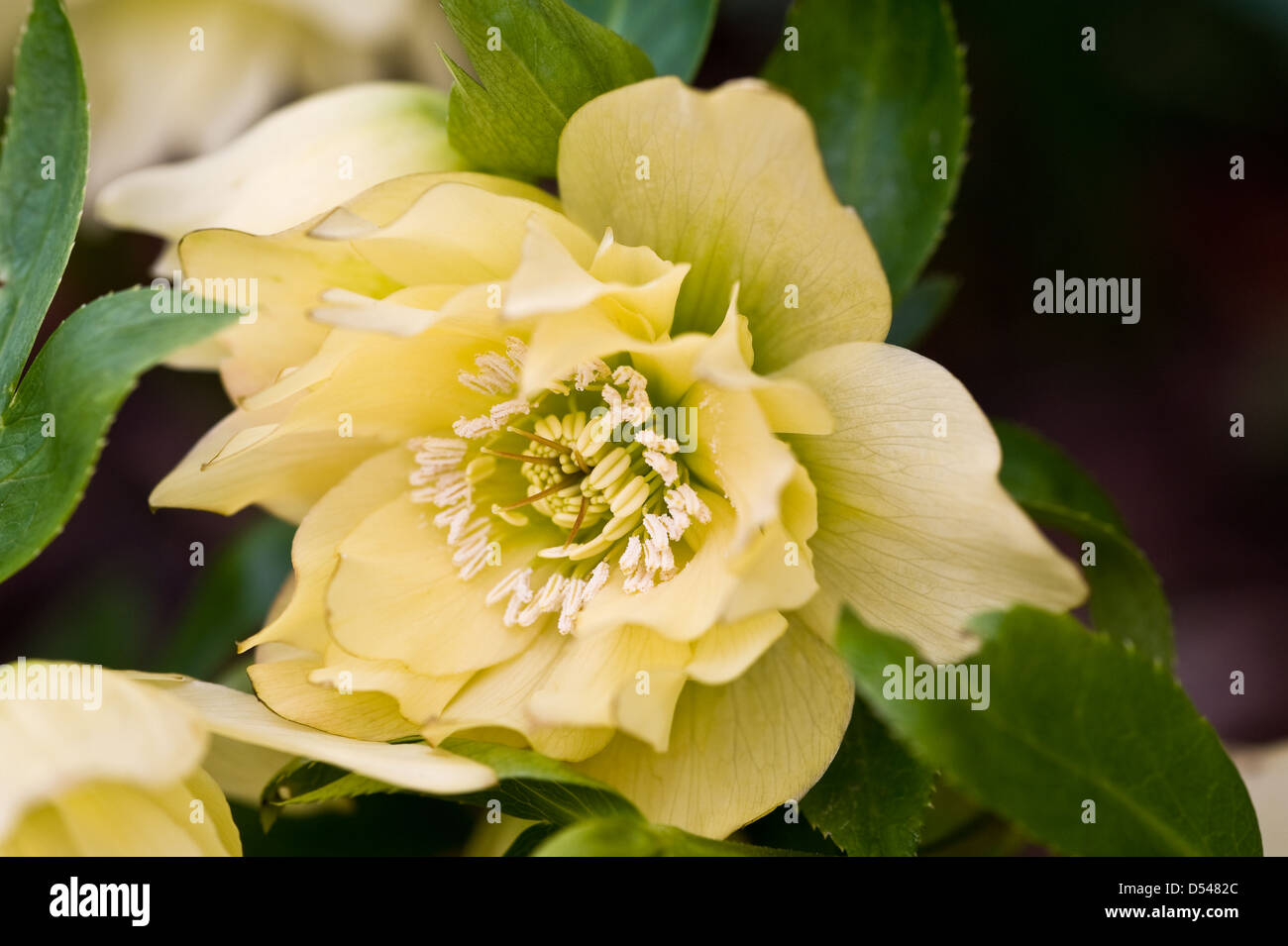 Helleborus x hybridus Harvington jaune double Lenten rose hellebore Banque D'Images