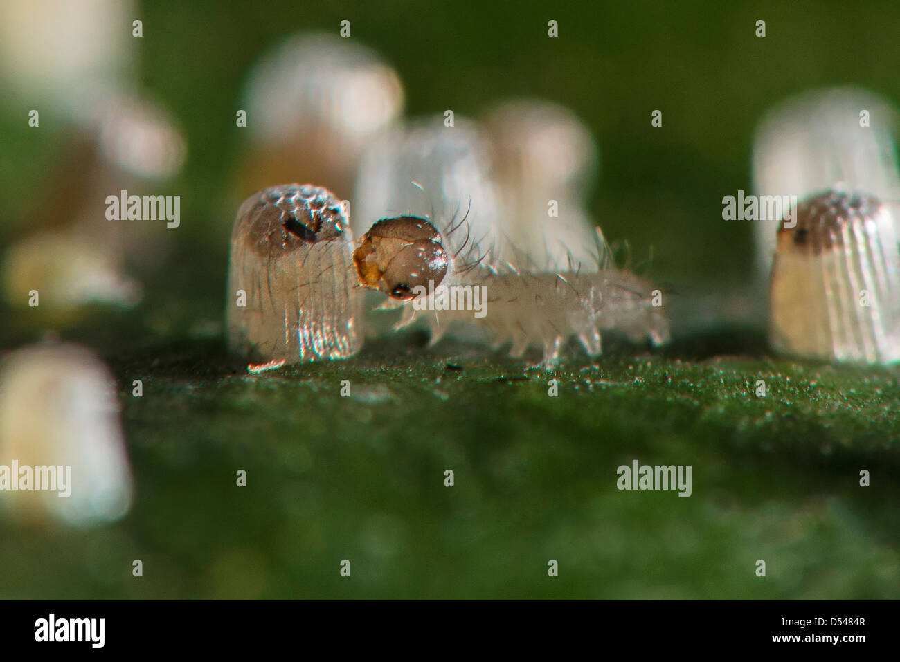 Une larve de papillon sésie nouvellement éclos de sa coquille d'alimentation Banque D'Images