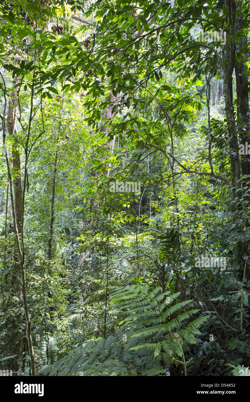 La forêt tropicale dense dans Fraser's Hill, la Malaisie Banque D'Images