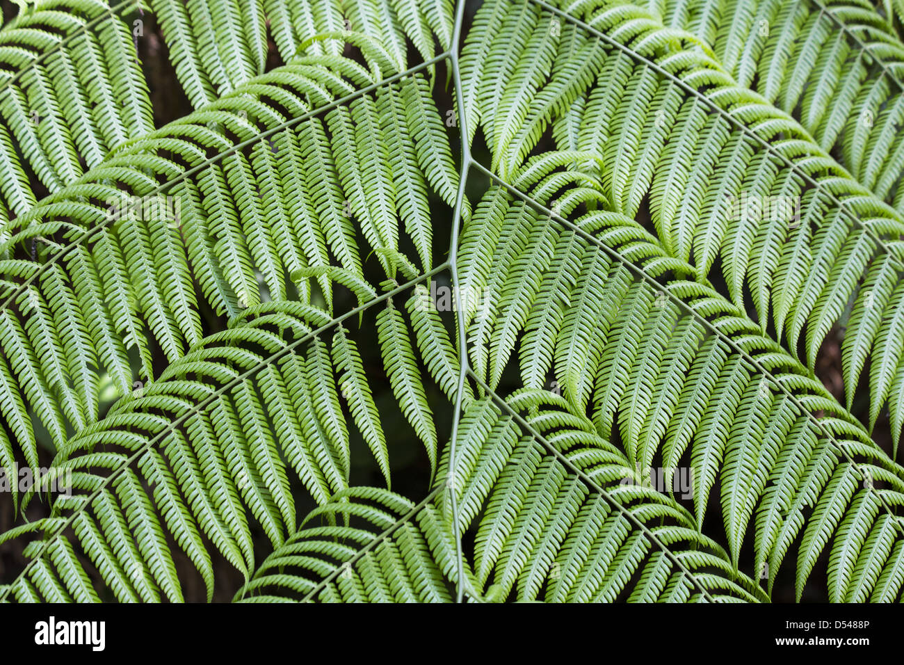 Close up detail des feuilles (frondes) d'une fougère arborescente, Fraser's Hill, la Malaisie Banque D'Images