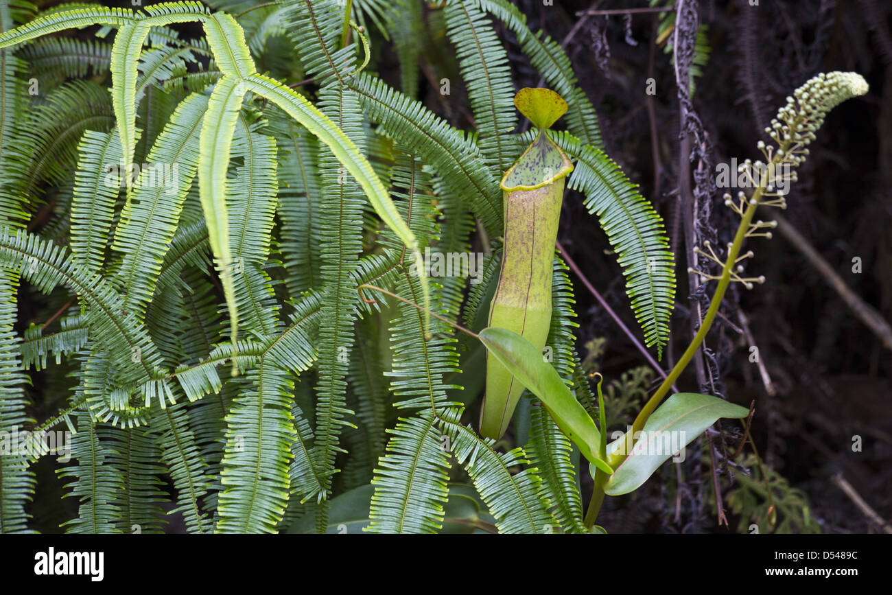 La sarracénie pourpre (Nepenthes gracilis), Fraser's Hill, la Malaisie Banque D'Images