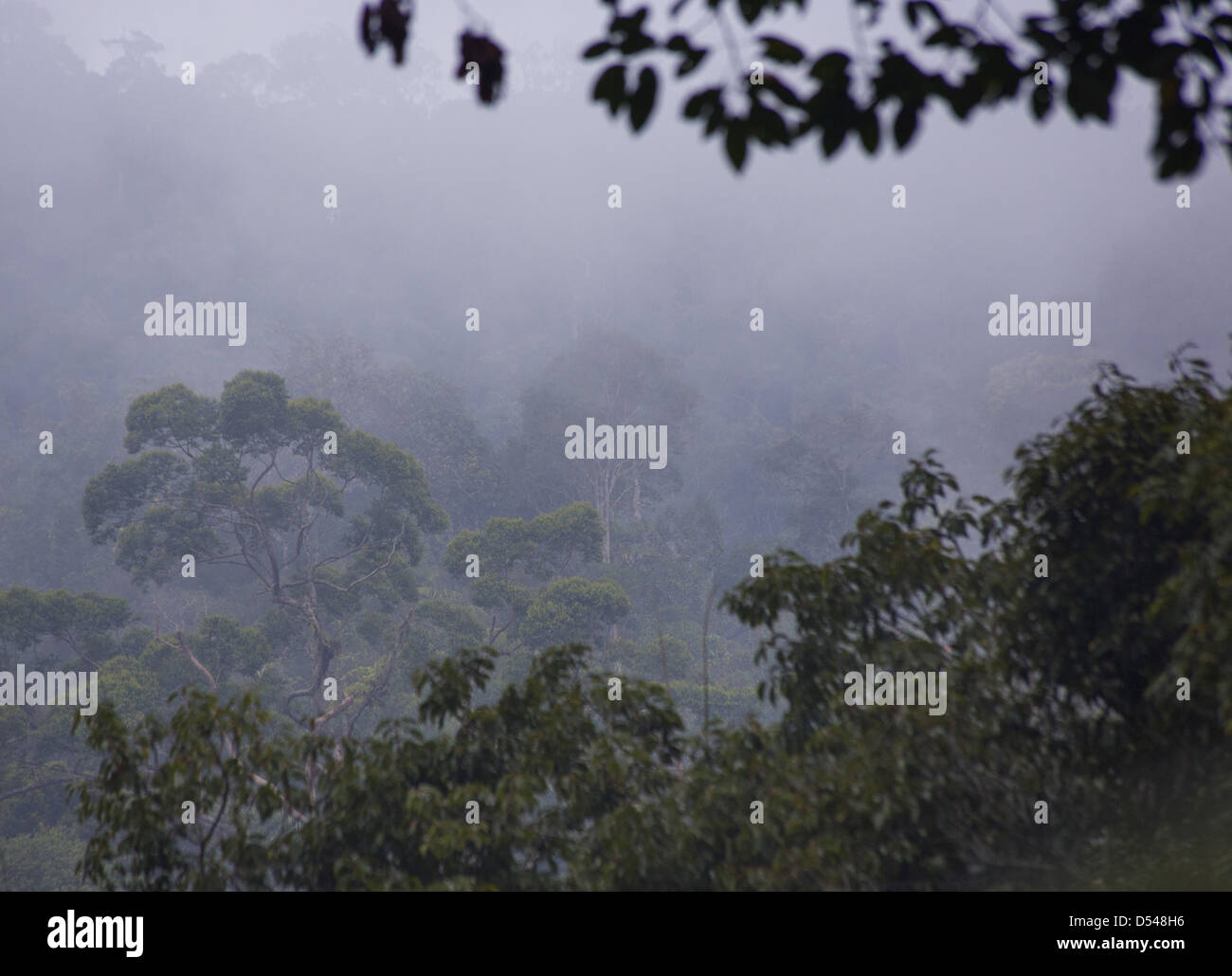 Les arbres de la forêt tropicale dans la brume, Fraser's Hill, la Malaisie Banque D'Images