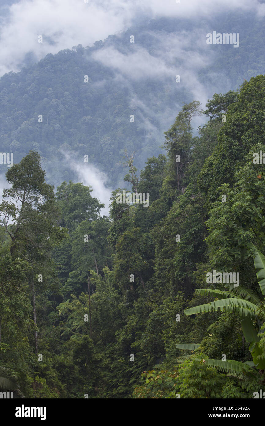 Forêt tropicale à Fraser's Hill, la Malaisie Banque D'Images