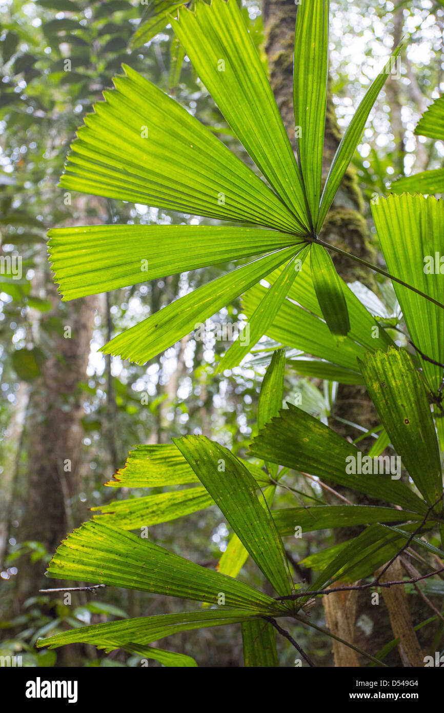 De plus en plus palmiers en montagne forêt tropicale, Fraser's Hill, la Malaisie Banque D'Images