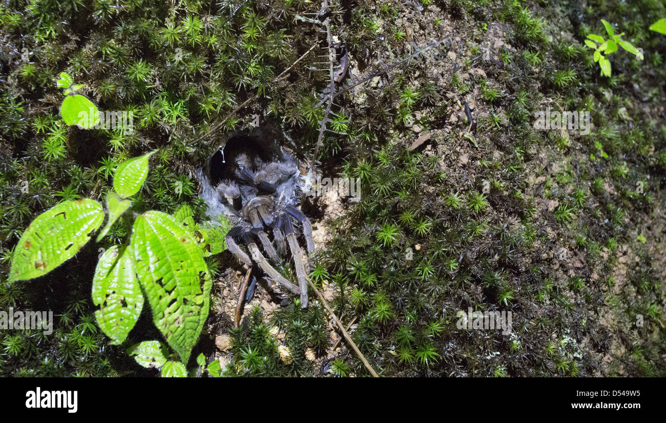 Femme Coremiocnemis fémur Purple Tarantula dans son nid, Fraser's Hill, la Malaisie Banque D'Images