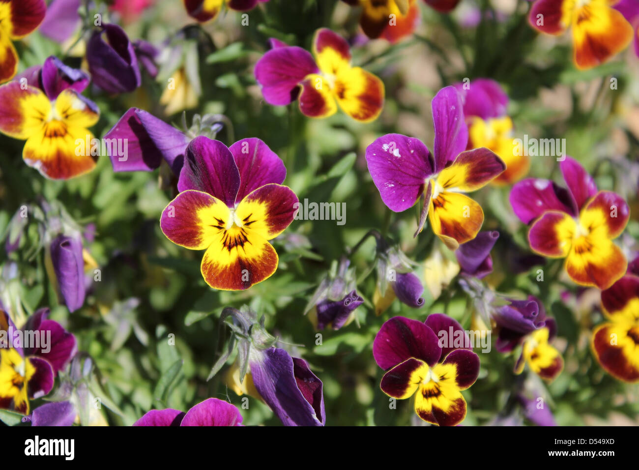 Jardin pansy (Viola tricolor hortensis) fleurs - vue rapprochée Banque D'Images