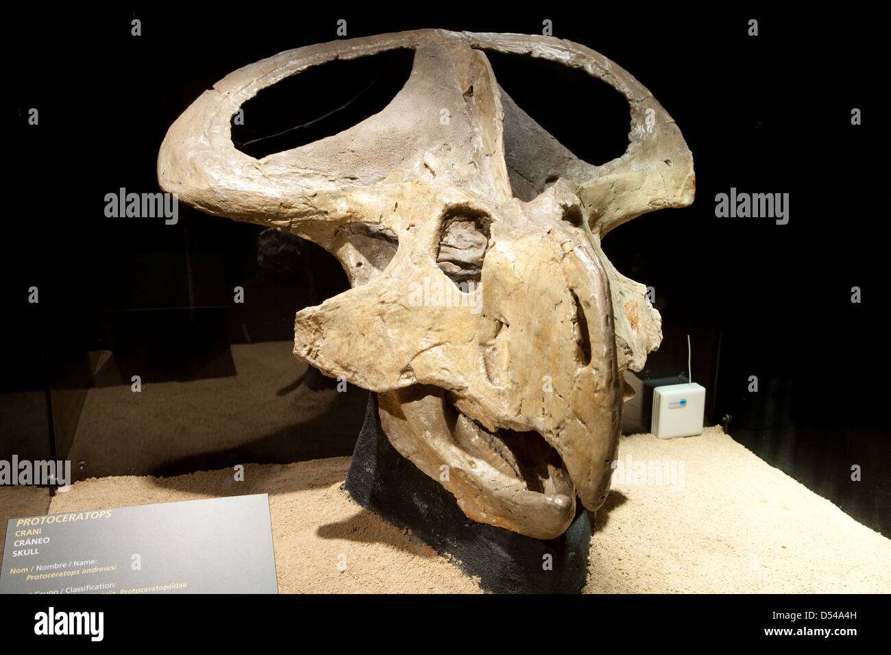 Crâne de Protoceratops, exposition de dinosaures du désert de Gobi en Mongolie. Cosmocaixa museum, Barcelone, Espagne Banque D'Images