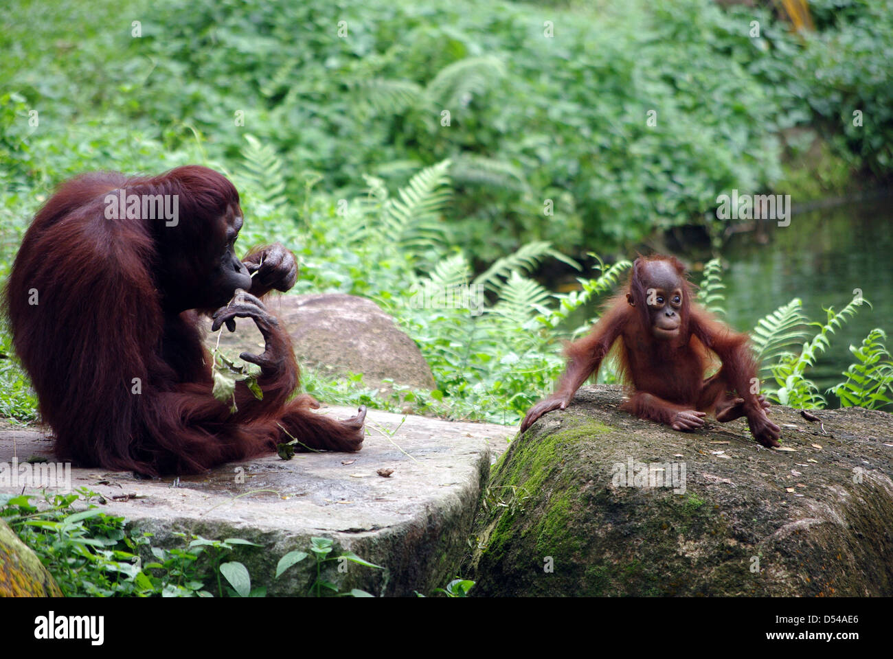 Zoo de Singapour dans l'orang-outan Banque D'Images