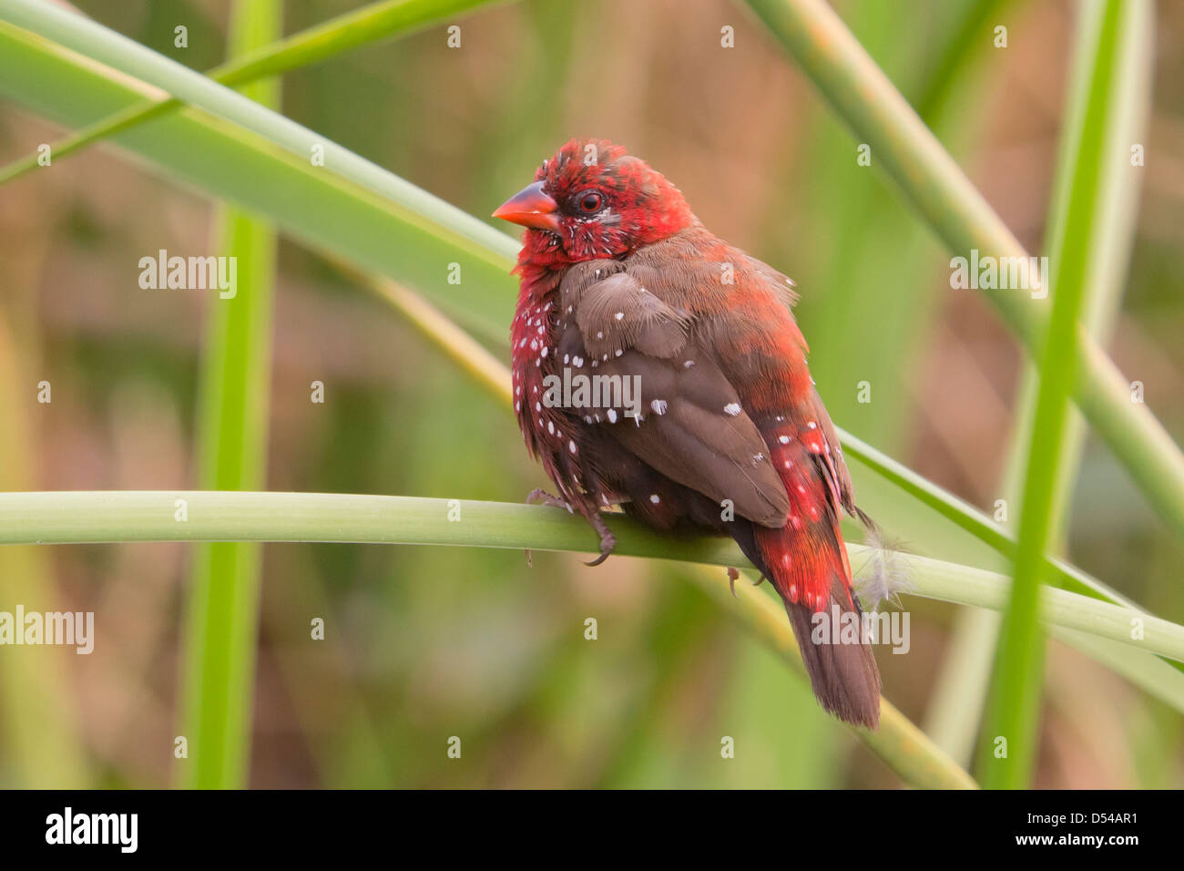Red Avadavat ou rouge (Amandava amandava) Munia Banque D'Images