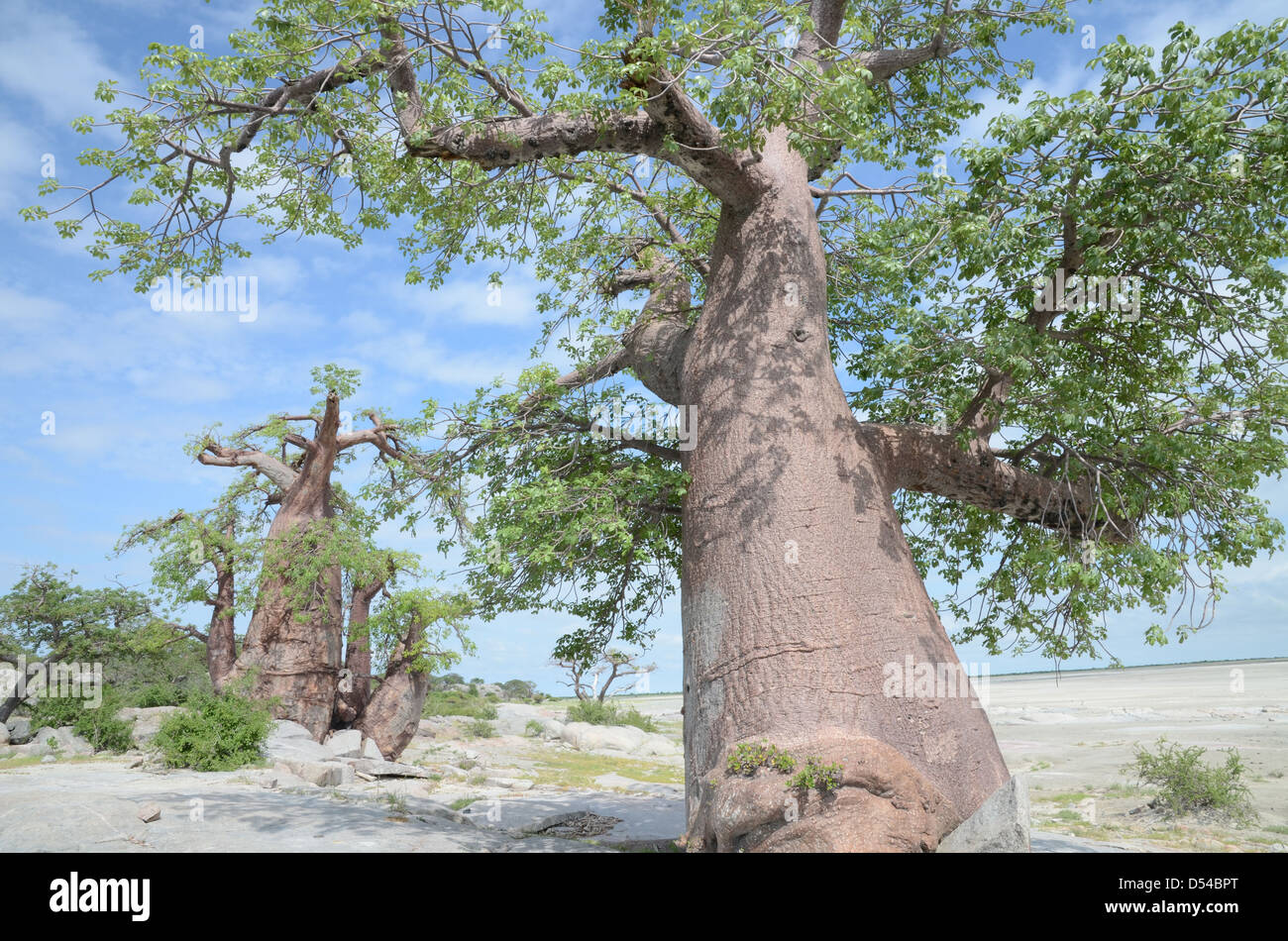 Baobabs sur Kubu island, Botswana Banque D'Images