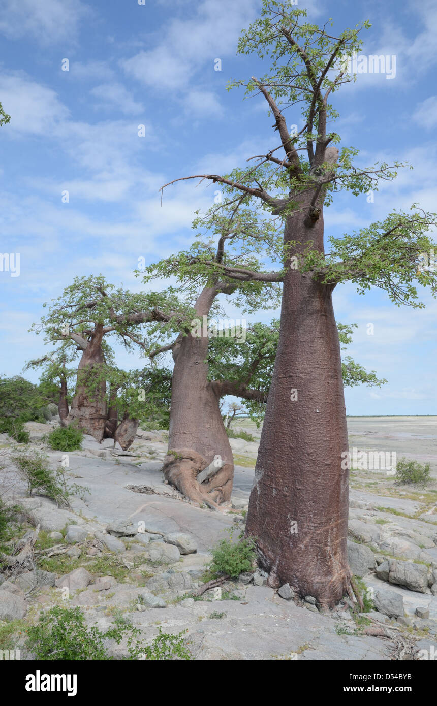 Une ligne de baobabs sur Kubu island, Botswana Banque D'Images