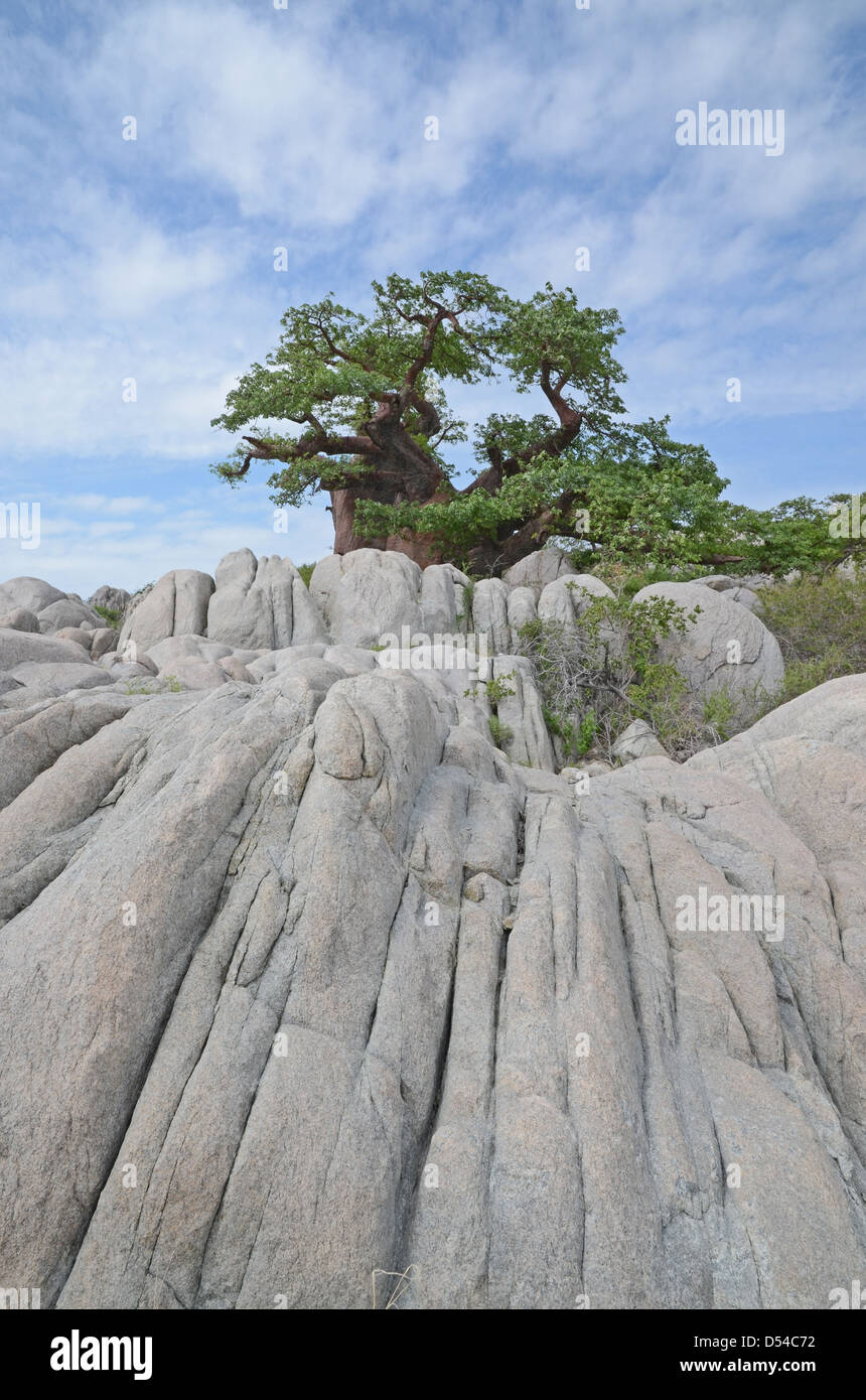 Les rochers et les baobabs sur Kubu island, Botswana Banque D'Images
