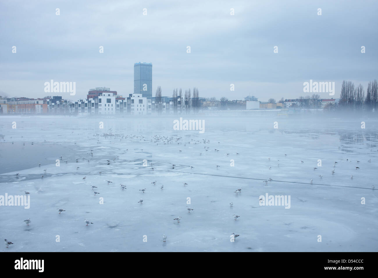 Berlin, Allemagne, les goélands sur le lac couvert de glace Rummelsburg Banque D'Images