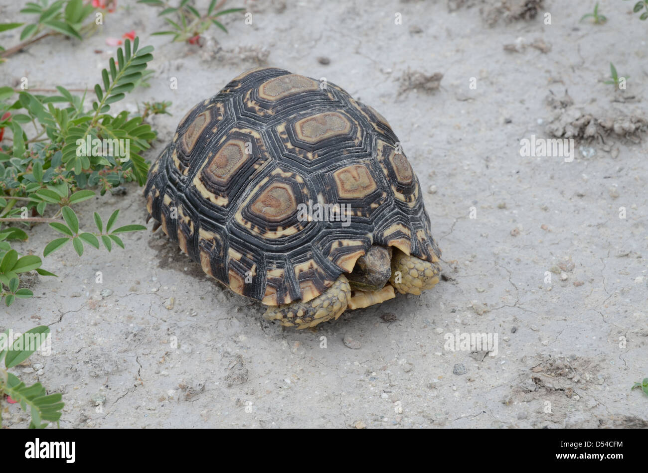 Sur l'île Tortue Kubu, Botswana Banque D'Images